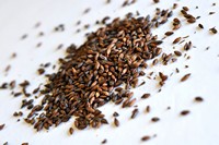 Chocolate (Ch�teau Chocolat) (Belgian)